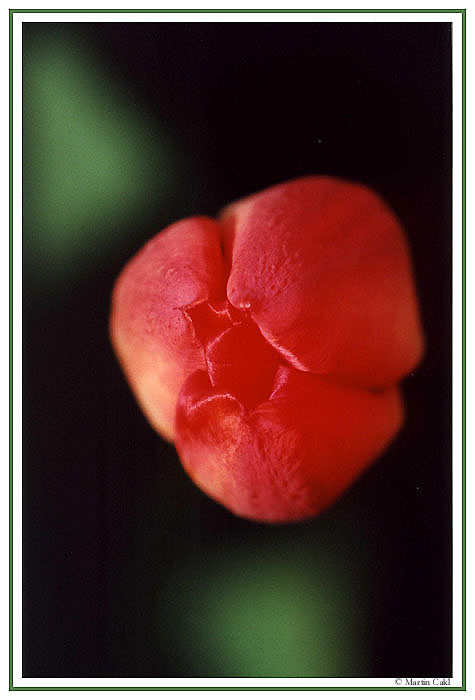 Půdorys tulipánu:-))