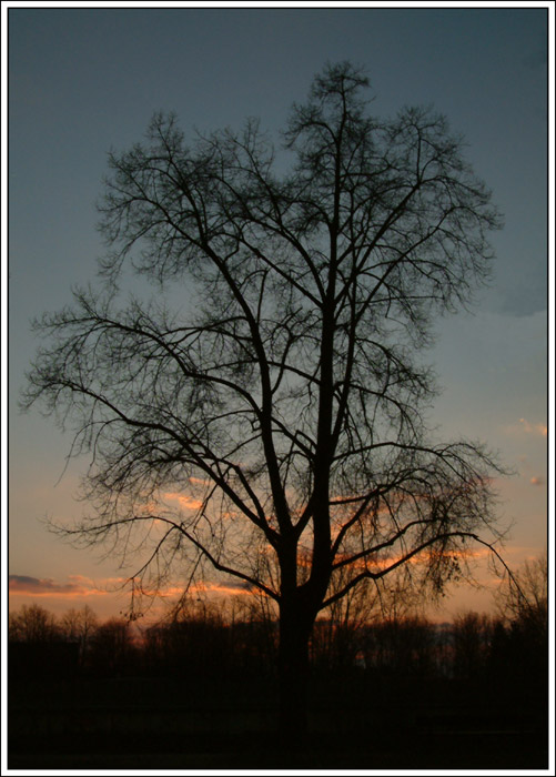 prostě STROM
