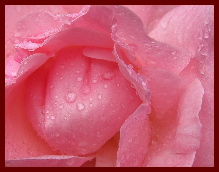 rose dream