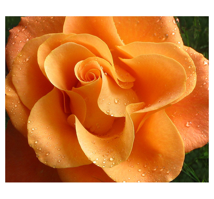 rose