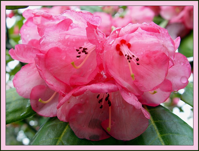 Rododendron