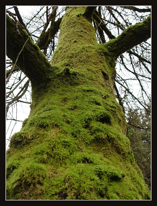 Jsem celý zarostlý