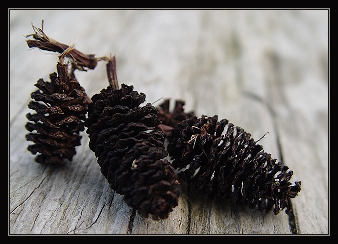 Tři šišky pro popelku