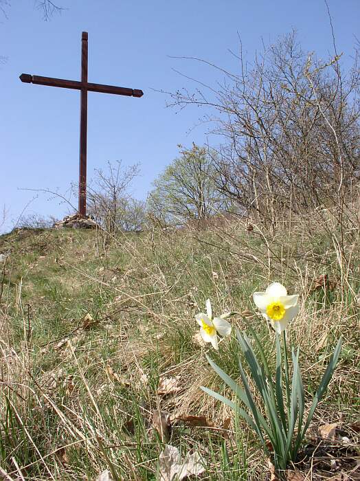 Velikonoční narciska