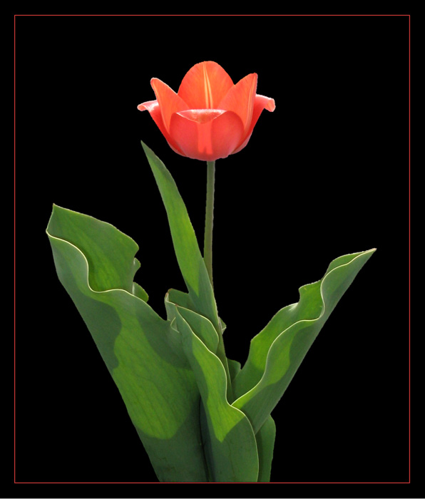 Tulip