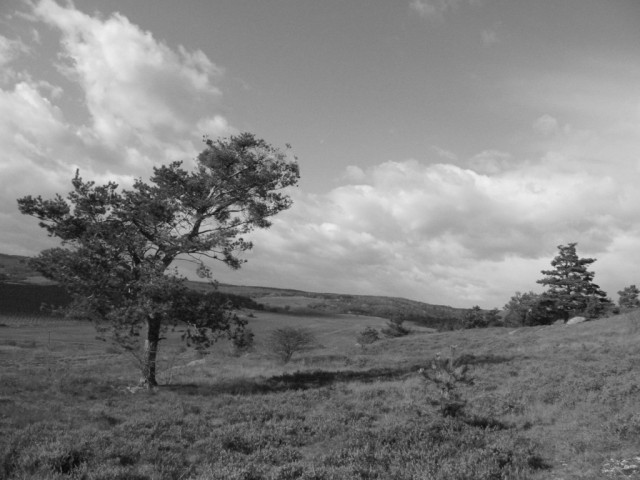 vřesoviště