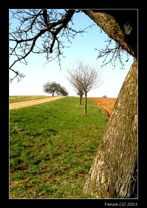...Stromečky...
