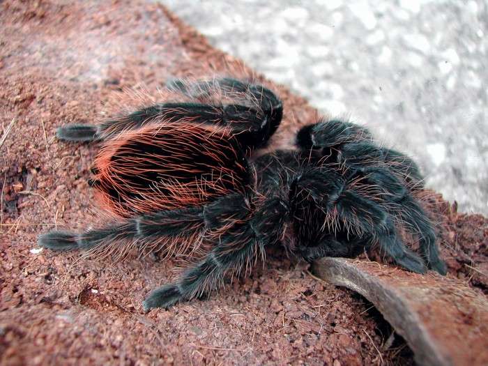 Pavoucek - Brachypelma Vagans Albopilosa