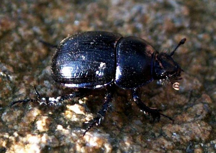 chrobacik