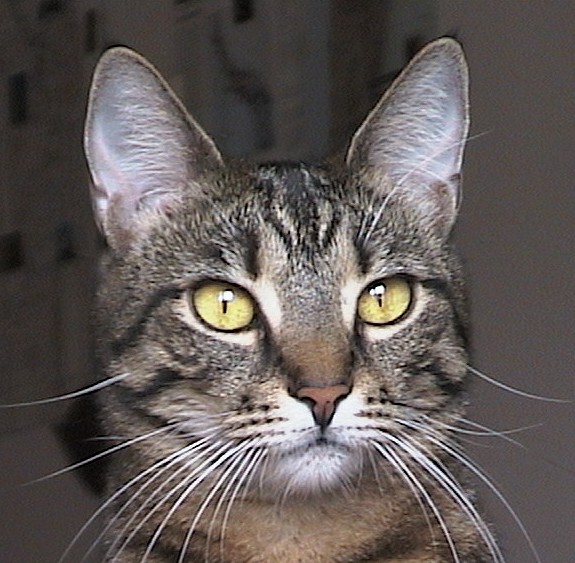 cicika