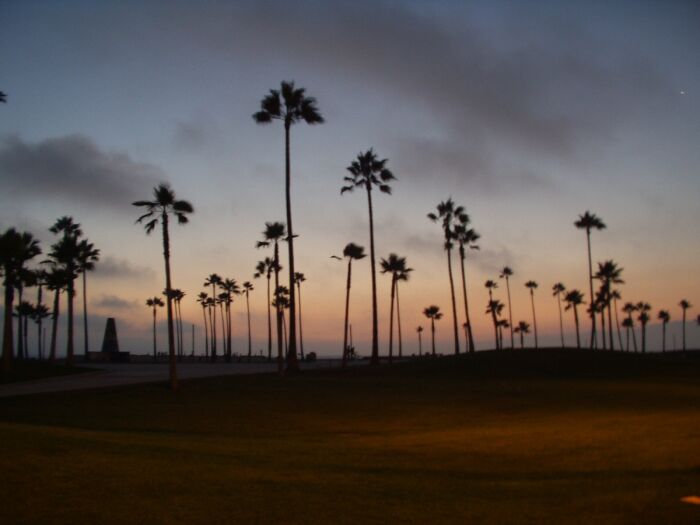 palmy ve Venice Beach