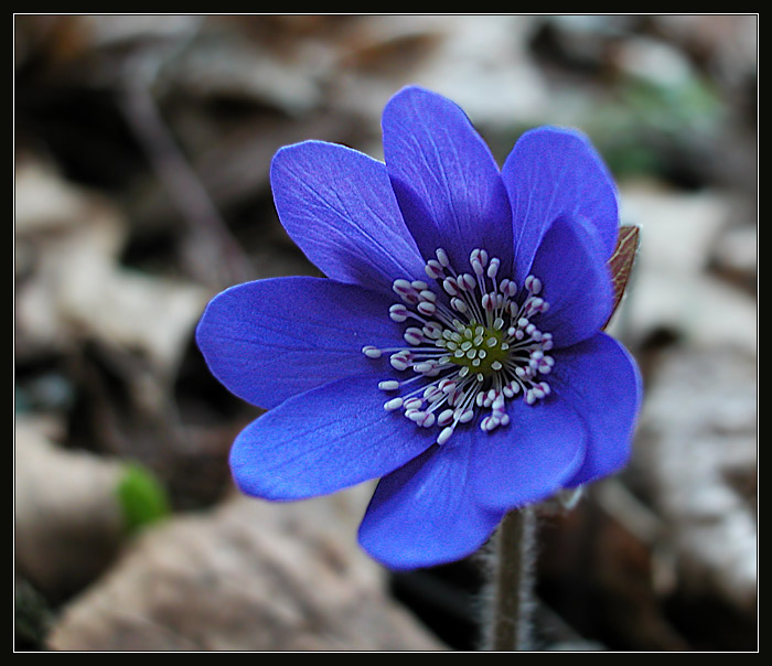 Hepatica Nobilis