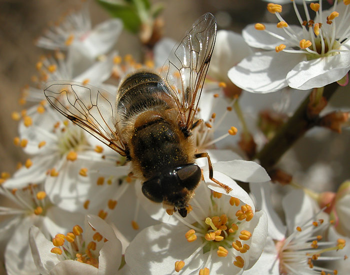Apis mellifera