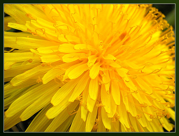 triviální pampeliška