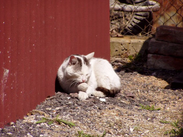 Odpolední siesta