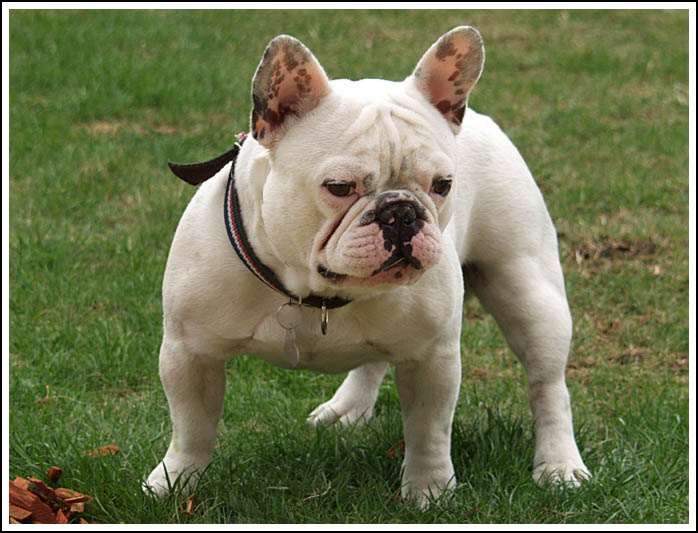 sirokorozchodnej mazlik