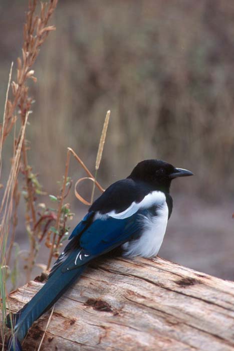 bird