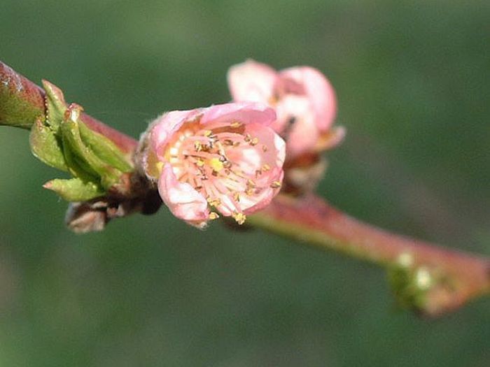 Kvitek