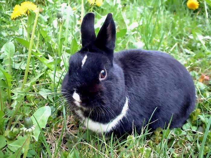 Králík Rodger skoro z klobouku