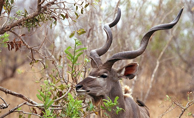 Šroubovice kudu velkého