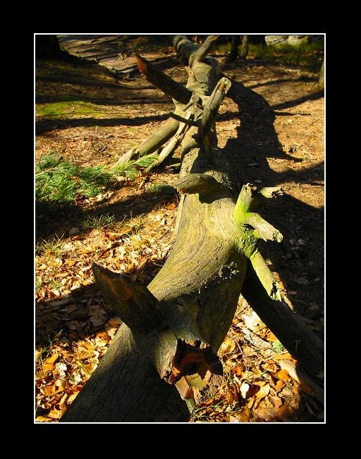 Padlý strom