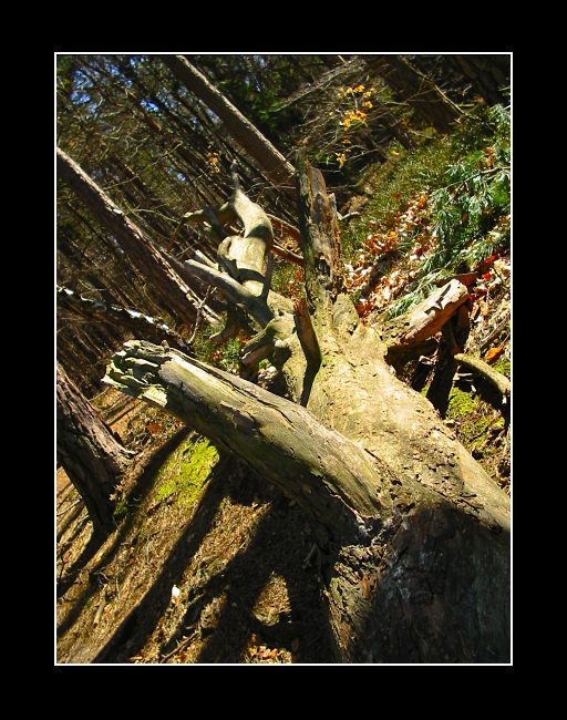 Tak ještě jeden strom :)