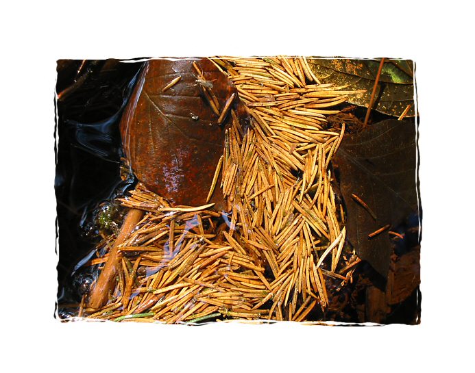 Jehličí & listí ...