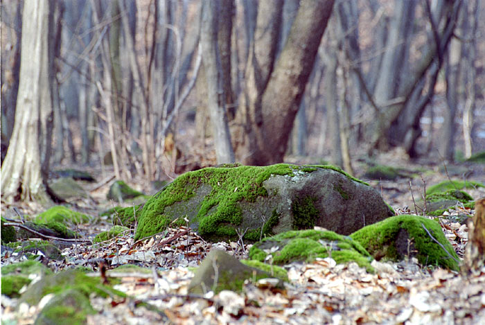 Slánske vrchy - detail
