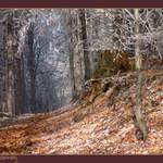 ...cestou necestou...