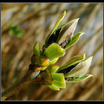 ...i šeřík se připravuje....