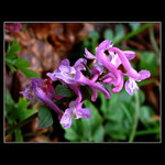 ...dymnivka dutá...