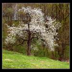 ...před deštěm...