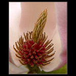 Co skrývá květ magnolie...