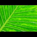 Green dream.......