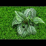 Green dream...... II.