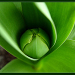 rozvijej se poupatko.....