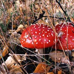 Kýčovaté muchomůrky