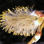 ..:: nedvounohá kočička ::..