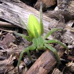 ..:: Green Spider ::..