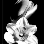 B&W Flowers