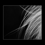Feathers
