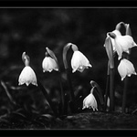 B&W SnowDrops