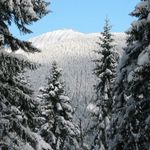 Mezi stromy spatřena bílá