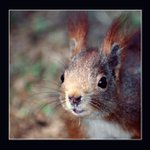 Dáš mi oříšek ?