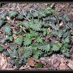 jarní květinová inspirace