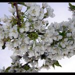 díky za přání!!!