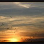 voľný ako vták .....