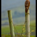 Guard