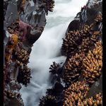 Morska havet.... hvezdice, muslicky a cosi kdesi...:)