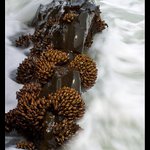 Musle jako naruc plna kvetu